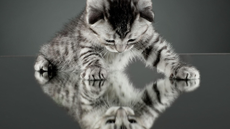 cat, cute, 1080P, funny, animals, catling