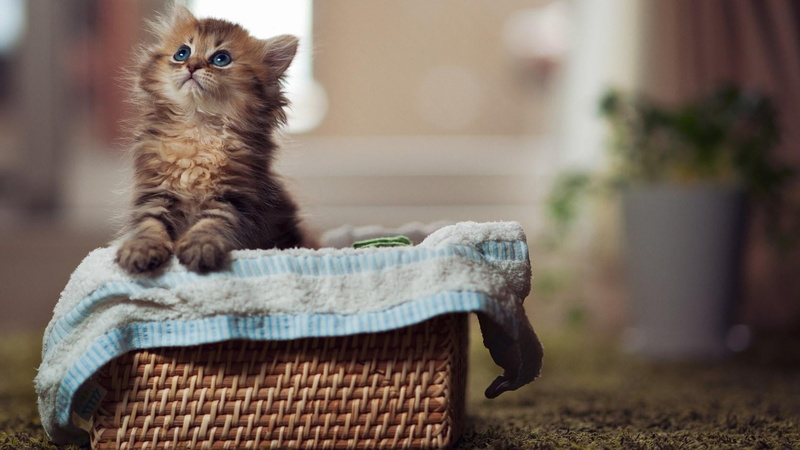 domestic animals, innocence, cat, focus on foreground, domestic, kitten, 1080P, animal themes, basket, domestic cat, kitty, whisker, animals, indoors
