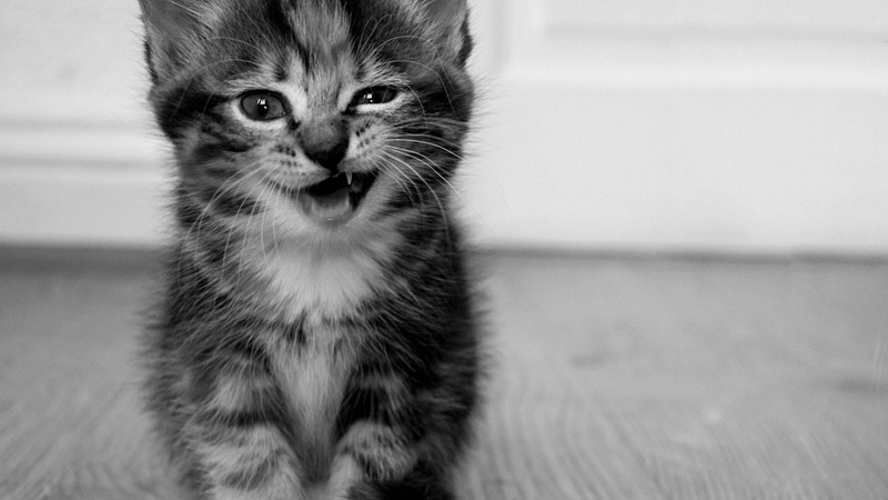 1080P, catling, cat, cute cat, kitty, animals