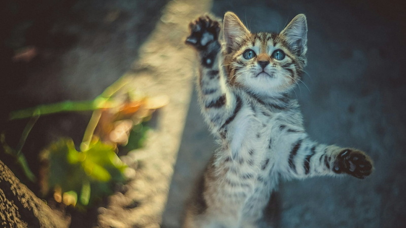 pawn, 1080P, selective focus, mammal, focus on foreground, nature, looking at camera, day, no people, glass, cat, cute, catling, pets, portrait, looking