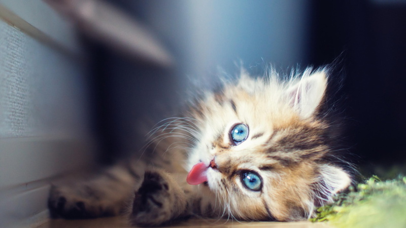 animal eye, cat, animal, close-up, feline, kitty, whisker, looking at camera, tongue, domestic, 4K, selective focus, young animal, kitten, eyes, animal head