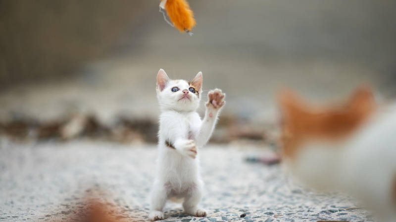 funny, animal, little, animals, adorable, friend, happy, furry, 1080P, catling, fluffy, kitten, hun, curious, domestic, playing, playful, kitty, pet, fur