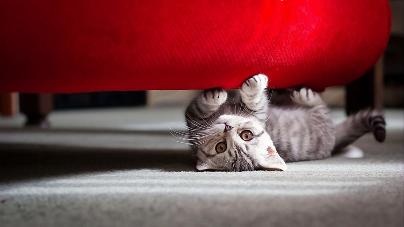 domestic cat, portrait, mammal, domestic animals, selective focus, animal eye, red, catling, animals, cat, domestic, kitty, feline, small, pets, 1080P