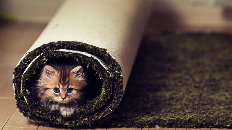 funny, cute, 1080P, animals, cat, catling