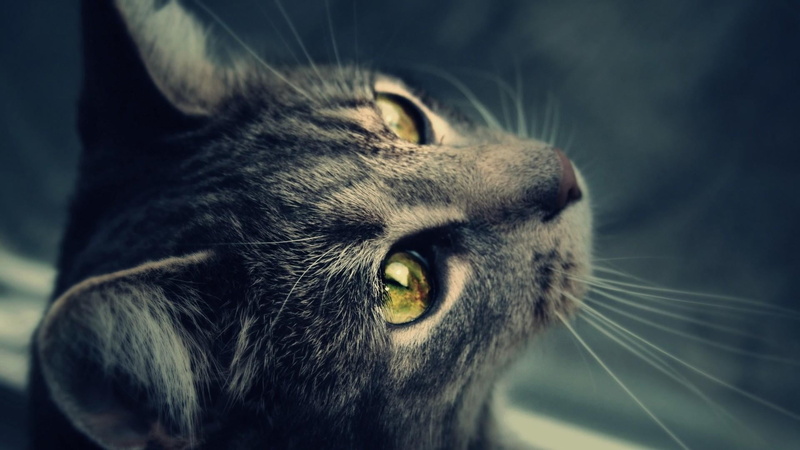 looking away, pets, focus on foreground, animal themes, cat eyes, domestic cat, close-up, eye, catling, tabby, feline, animal nose, animal eye, domestic animals