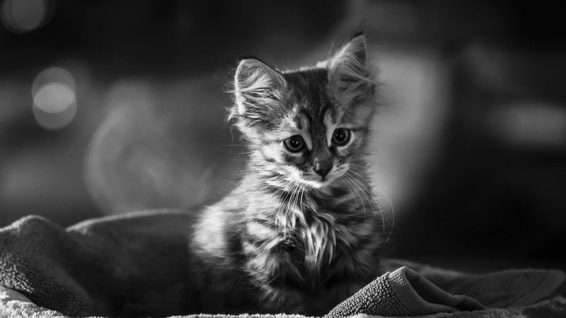 indoors, catling, vertebrate, domestic cat, kitten, whisker, focus on foreground, cat, cute, mammal, domestic animals, domestic, 1080P, no people, photo