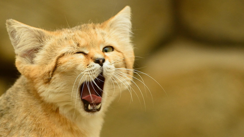 mouth open, eye, one animal, yawning, animal, catling, whisker, ginger cat, vertebrate, domestic animals, focus on foreground, cat, no people, tounge, facial expression