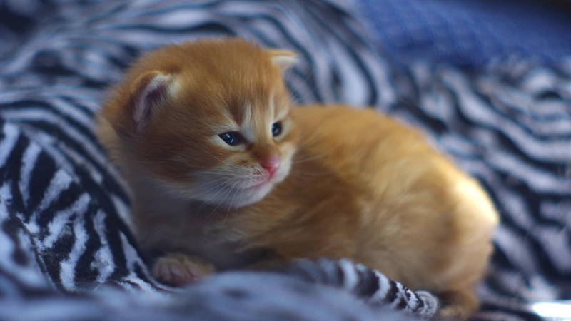 vertebrate, animal themes, indoors, no people, bed, animal head, one animal, animals, close-up, cat, kitty, kitten, young animal, cute, domestic cat, animal
