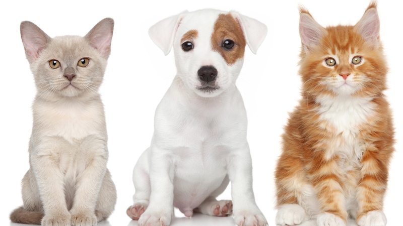 anime, poppy, 4K, catling, dog, cats, jack russel