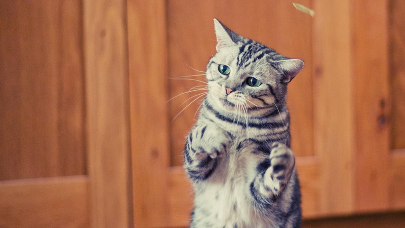 1080P, kitty, eyes, animals, catling, domestic, domestic animal, cat