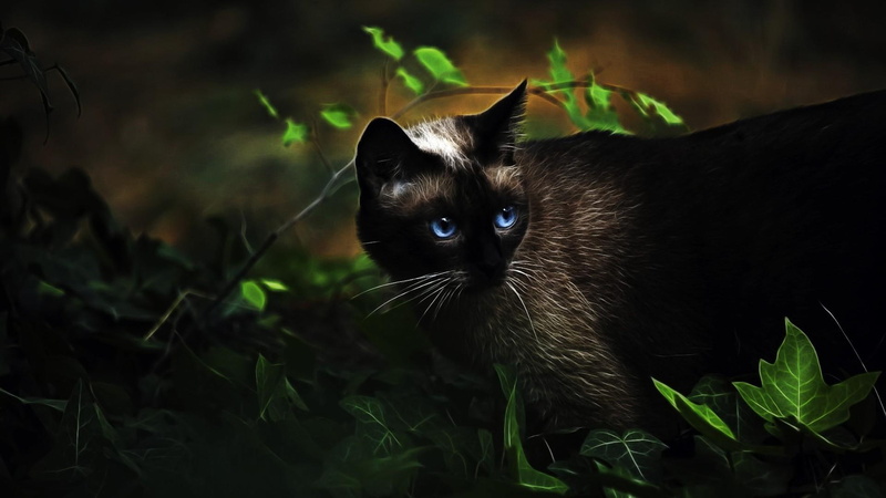 cat, 1080P, eyes, blue eyes, catling, animals