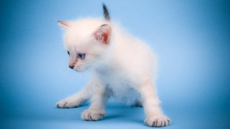 white color, standing, 1080P, feline, animal themes, pets, whisker, studio shot, young animal, indoors, catling, domestic cat, colored background, cat