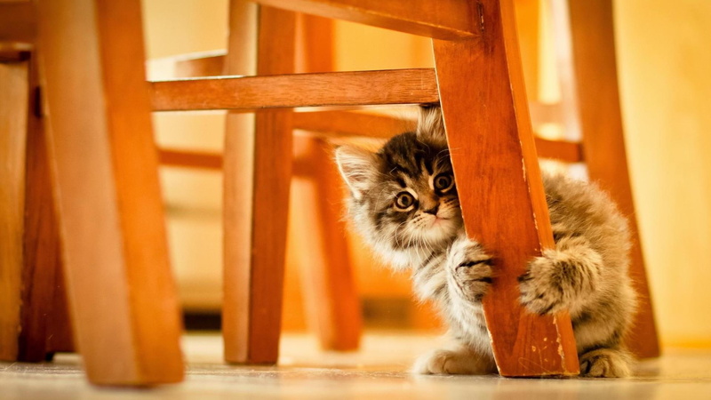 animals, cat, 1080P, funny, catling, cute