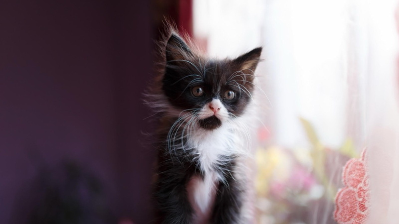 kitten, feline, indoors, catling, 1080P, persian cat, domestic, young animal, cat, portrait, one animal, animal eye, cute, selective focus, animals, no people