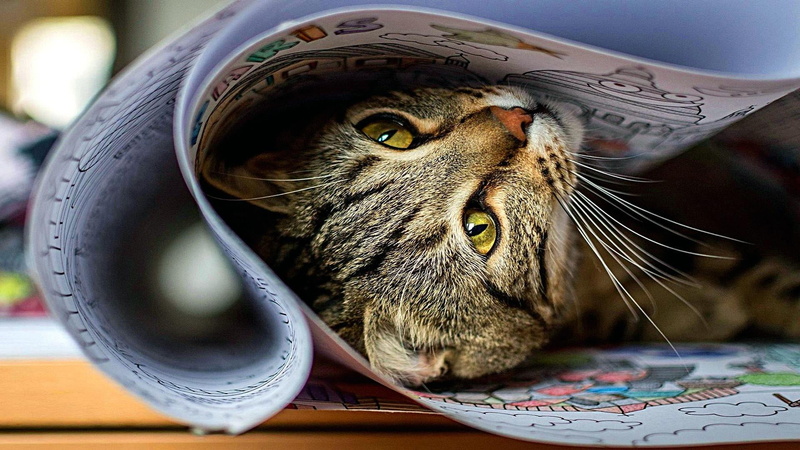 text, whisker, animal body part, cat eyes, 1080P, animal eye, no people, cat, coloring, focus on foreground, one animal, feline, pets, mammal, domestic animals