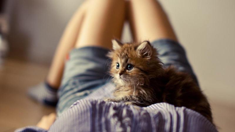 small, cat, casual clothing, domestic, bedroom, animal themes, young animal, sitting, animals, furniture, domestic animals, kitten, pet owner, relaxation