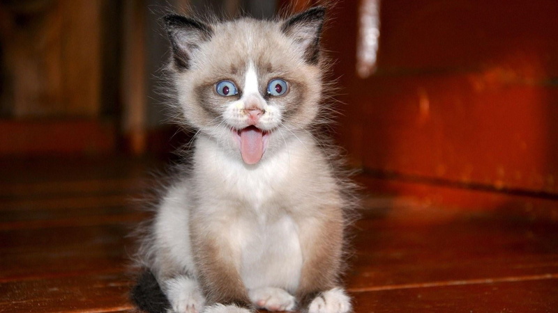 animal mouth, domestic, 1080P, young animal, animal head, cat, portrait, animals, whisker, animal themes, no people, feline, mouth open, kitten, looking at camera