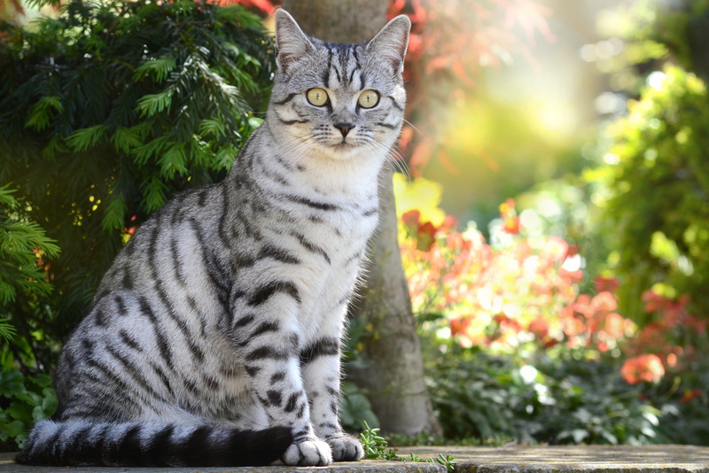 short hair, furry, domestic cat, feline, one animal, tabby, no people, looking at camera, sitting, plant, nature, british shorthair, mammal, young cat