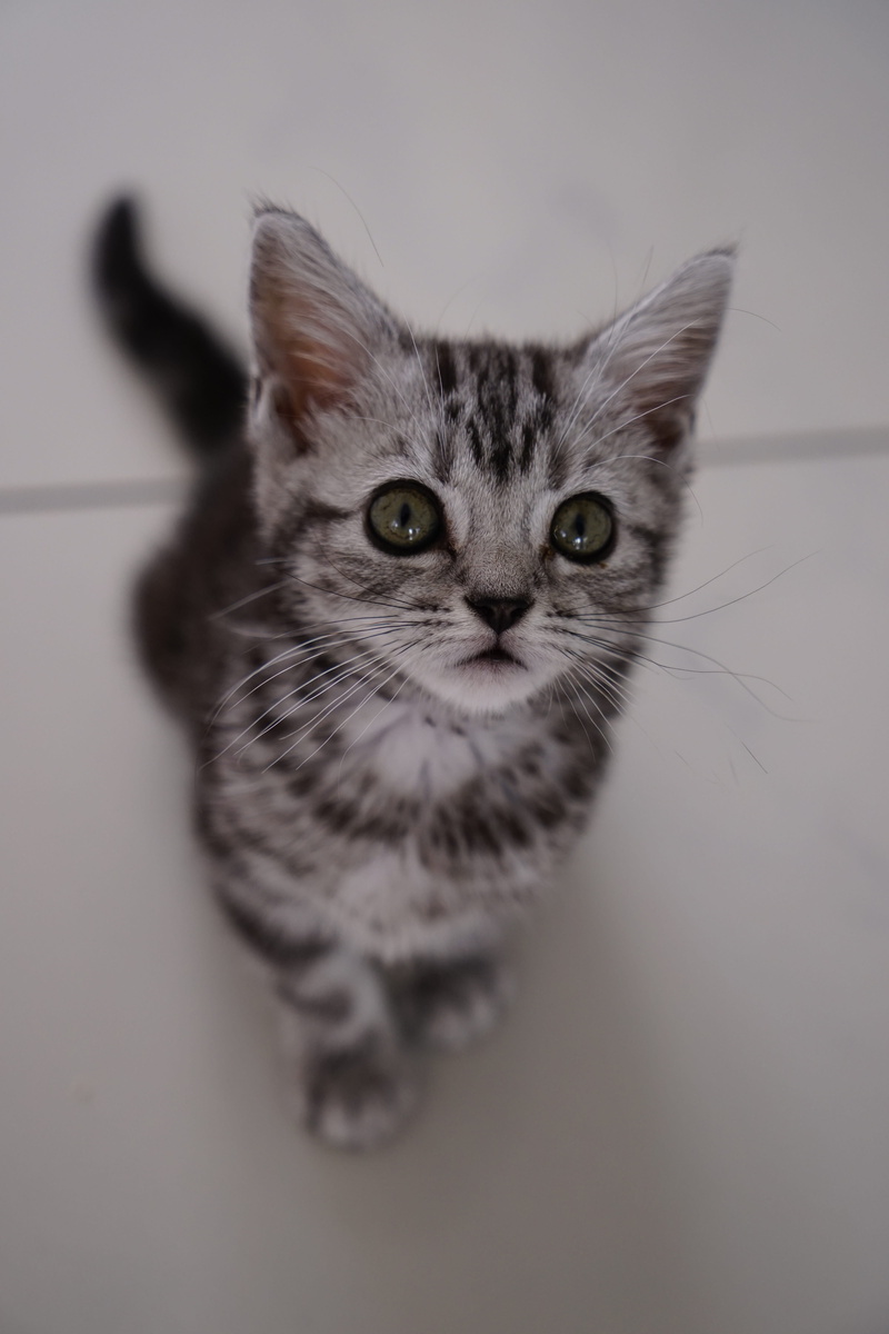 fur, no people, young animals, hair, whisker, looking at camera, domestic cat, curious, mieze, british shorthair, young cat, domestic animals, quadruped
