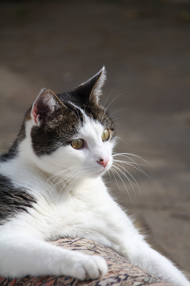 wildlife photography, cat, pets, day, mammal, whisker, no people, hangover watched, pet, looking, animal eye, tiger cat, focus on foreground, vertebrate