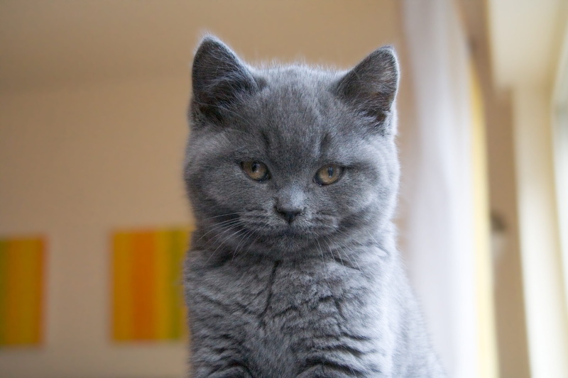 close-up, indoors, persian, focus on foreground, animal themes, looking at camera, portrait, chartreux, Persian cat, feline, mammal, domestic, whisker