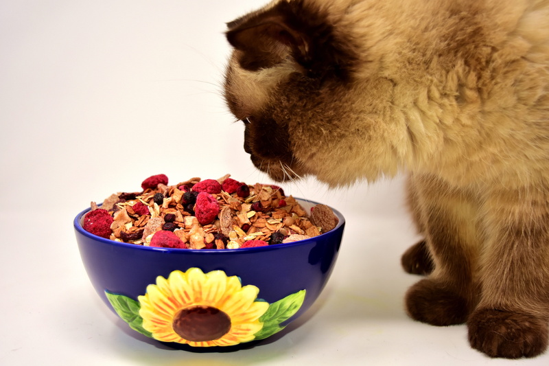 healthy eating, white background, nutrition, bkh, british shorthair cat, sweet, fruits, delicious, brown, eat, müesli, muesli, british, eating, domestic