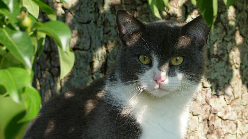 looking at camera, yellow eyes, animal themes, focus on foreground, black and white, pets, close-up, no people, one animal, feline, animal head, domestic