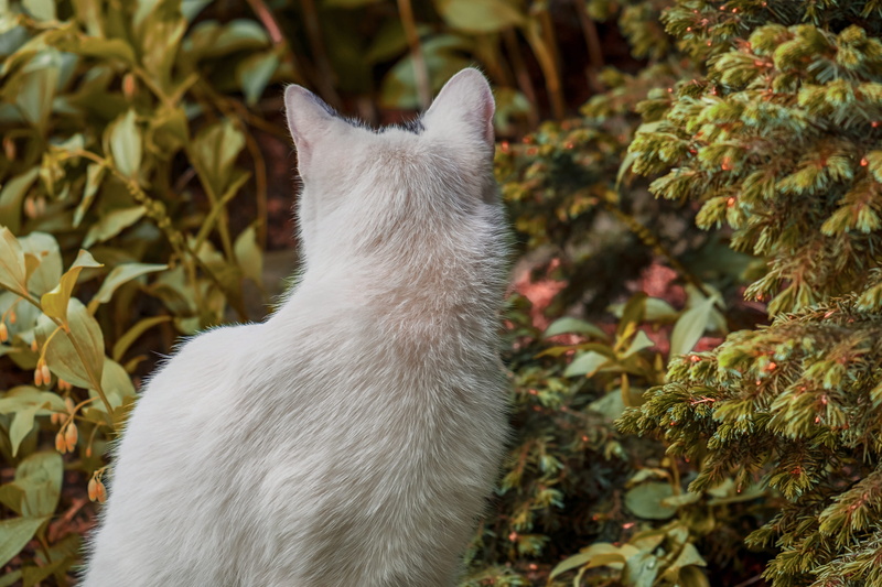 one animal, 4K, no people, green, leaf, white color, whisker, sitting, nature, view from the rear, mammal, domestic cat, white, close-up, short hair, kitten