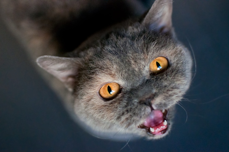 domestic, short hair, love in need of, cat face, 4K, meow, animal head, selkirk rex, domestic animals, no people, portrait, cat, view, one animal, mammal
