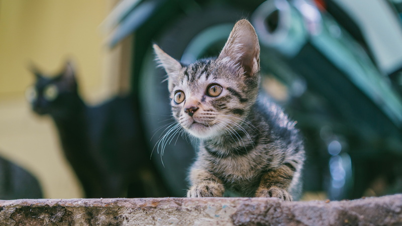 cat, domestic cat, blur, short haired cat, kitten, whiskers, adorable, tabby cat, 4K, domestic short haired cat