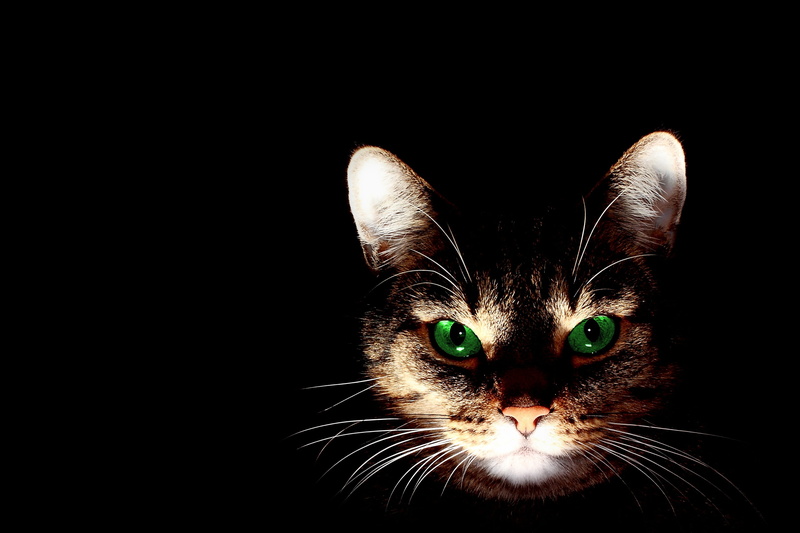 animal head, animal eye, portrait, vertebrate, carnivores, whisker, s, lighted, orange, cute, domestic, pet, black background, curious, kitten, looking