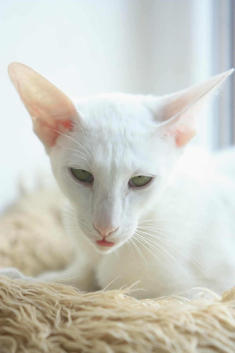animal head, indoors, pet, relaxation, vertebrate, shorthair, kitten, selective focus, close-up, feline, mammal, 2K, domestic animals, short-haired, indoor