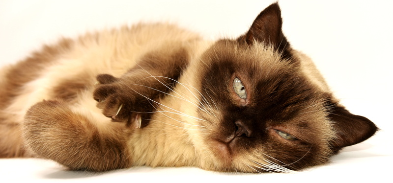 domestic animals, short hair, bed, thoroughbred, feline, softness, animal head, pets, one animal, close-up, white, pet, himalayan, indoors, white background