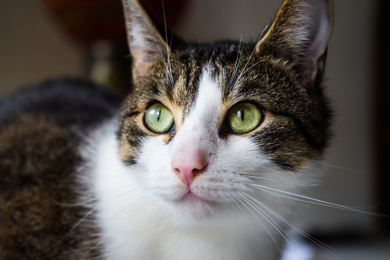 domestic animals, animal body part, green eyes, one animal, hangover watched, domestic, cute, short hair, mackerel, no people, animal eye, mieze, concerns