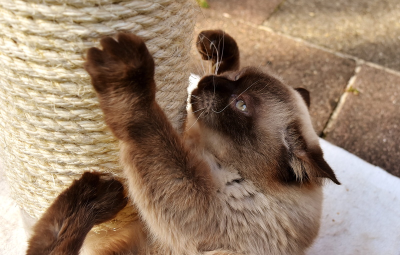 sweet, day, cat, one animal, domestic, feline, animal, vertebrate, whisker, british, pet, thoroughbred, high angle view, focus on foreground, no people