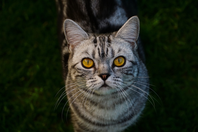 silver, black background, british shorthair, look, portrait, british shorthair cat, close-up, one animal, whisker, cat, photography, looking at camera