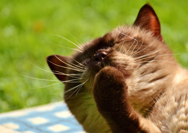 domestic cat, feline, domestic animals, vertebrate, furry, nature, animal head, animal body part, whisker, grass, british shorthair cat, mammal, thoroughbred