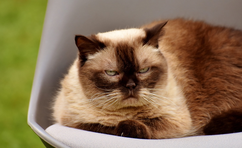 looking at camera, domestic, white, no people, short hair, hair, mammal, whisker, hairstyle, focus on foreground, thoroughbred, persian cat, one animal