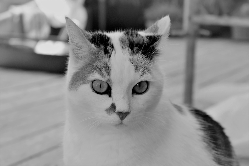 close-up, one animal, 5K, short hair, cat portrait, pet, vertebrate, looking at camera, mammal, cat, cat face, looking, white, animal, feline, domestic animals