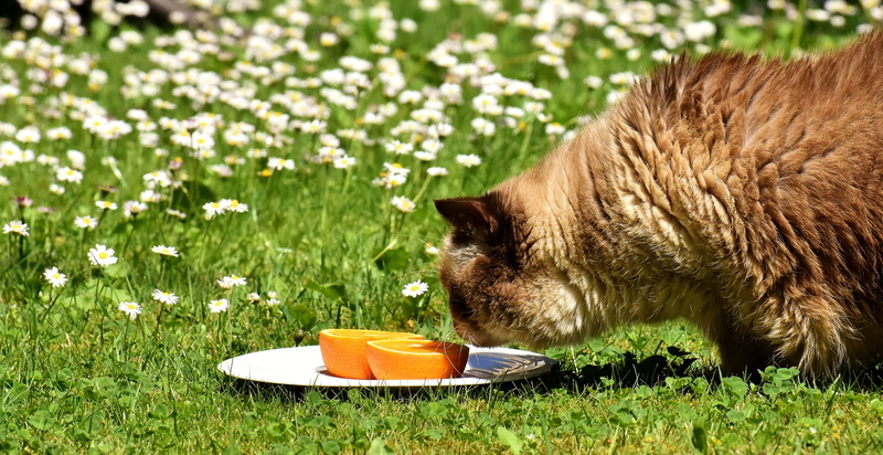 domestic, flower, smelling, oranges, cats eyes, animal world, pets, animal, british, whisker, british shorthair cat, thoroughbred, animal head, pet, animal themes