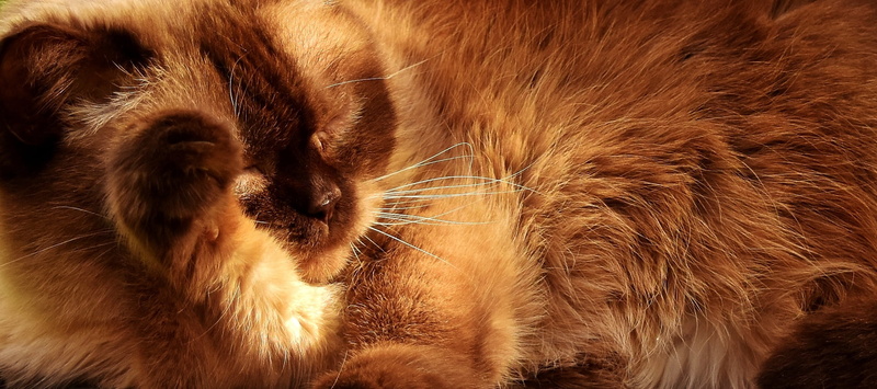 mieze, thoroughbred, fur, vertebrate, no people, brown, domestic, cat, short hair, animal themes, hair, british shorthair, british shorthair cat, one animal