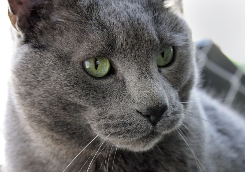 profile, rescue, pet, domestic animals, short hair, gray, domestic, one animal, fat, eye, looking, animal body part, mammal, green, portrait, fur, feline