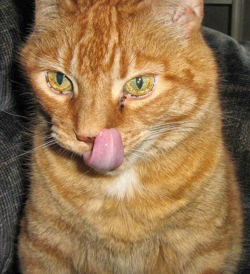 close-up, vertebrate, sticking out tongue, 1080P, pets, cat, animal body part, animal themes, ginger cat, short haired, mammal, whisker, mouth open, one animal