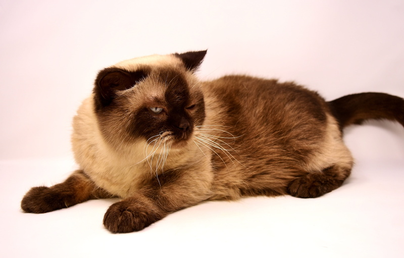 british shorthair cat, pets, lying down, pet, animal world, feline, animal themes, hair, fur, cat, one animal, studio shot, kitten, mammal, thoroughbred