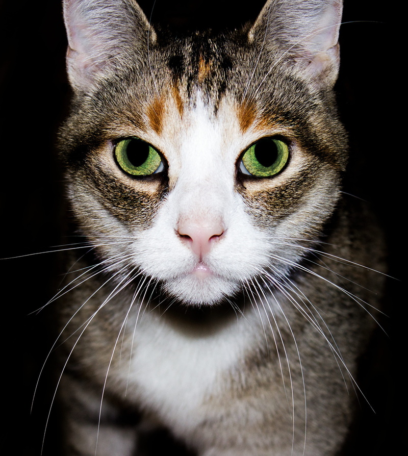 focus on foreground, pet, adidas, cat face, black background, portrait, cat, tabby, pets, snout, cat portrait, short hair, close-up, young cat, domestic cat
