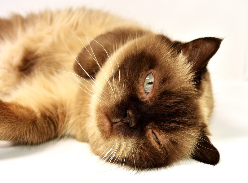 british shorthair, animal body part, looking at camera, mieze, whisker, thoroughbred, mammal, short hair, animal head, pet, bkh, close-up, vertebrate, portrait
