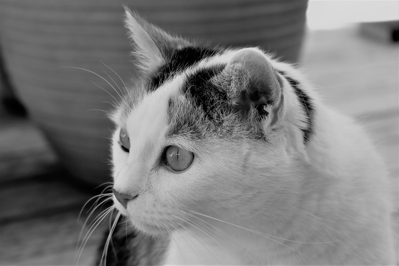 pets, animal eye, animal themes, close-up, looking away, cats eyes, focus on foreground, cat portrait, looking, Animal, 4K, whisker, no people, one animal