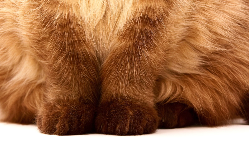 fur, photo, short hair, domestic animals, portrait, vertebrate, animal leg, mieze, pet, brown, pets, samtpfoten, animal themes, animal hair, bkh, domestic cat