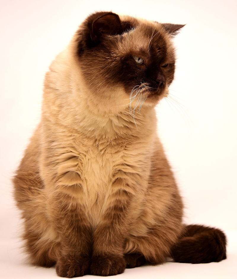 sitting, vertebrate, animal, short hair, pet, pets, sweet, cat, feline, british, close-up, studio shot, bkh, breed cat, one animal, indoors, british shorthair cat