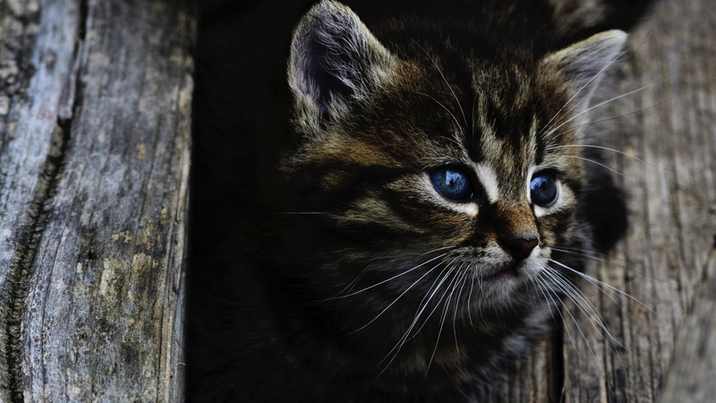 whisker, animal eye, pets, close-up, animal head, wood - material, focus on foreground, animal body part, short haired cat, animal, one animal, domestic cat